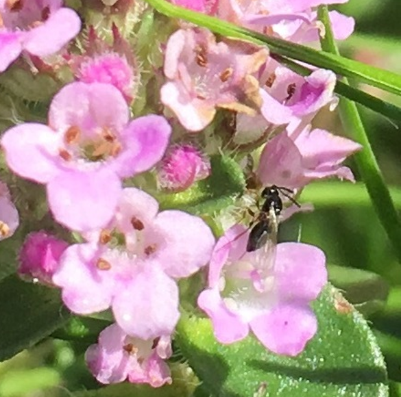 Creeping thyme